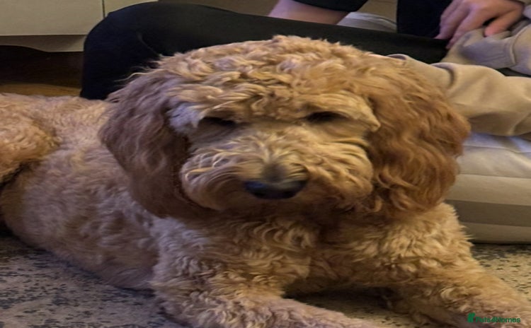 Double Doodle dogs - Advert 5