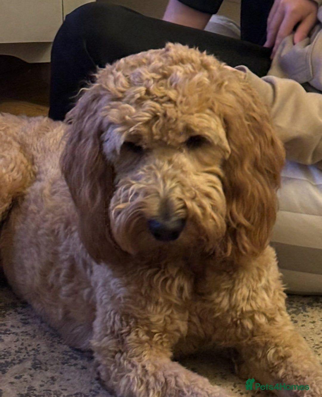 Double Doodle dogs for sale: Double doodles due soon!  - Image 1