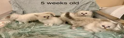 Siberian cats for sale: Siberian kittens with weekly updates  - Advert 6