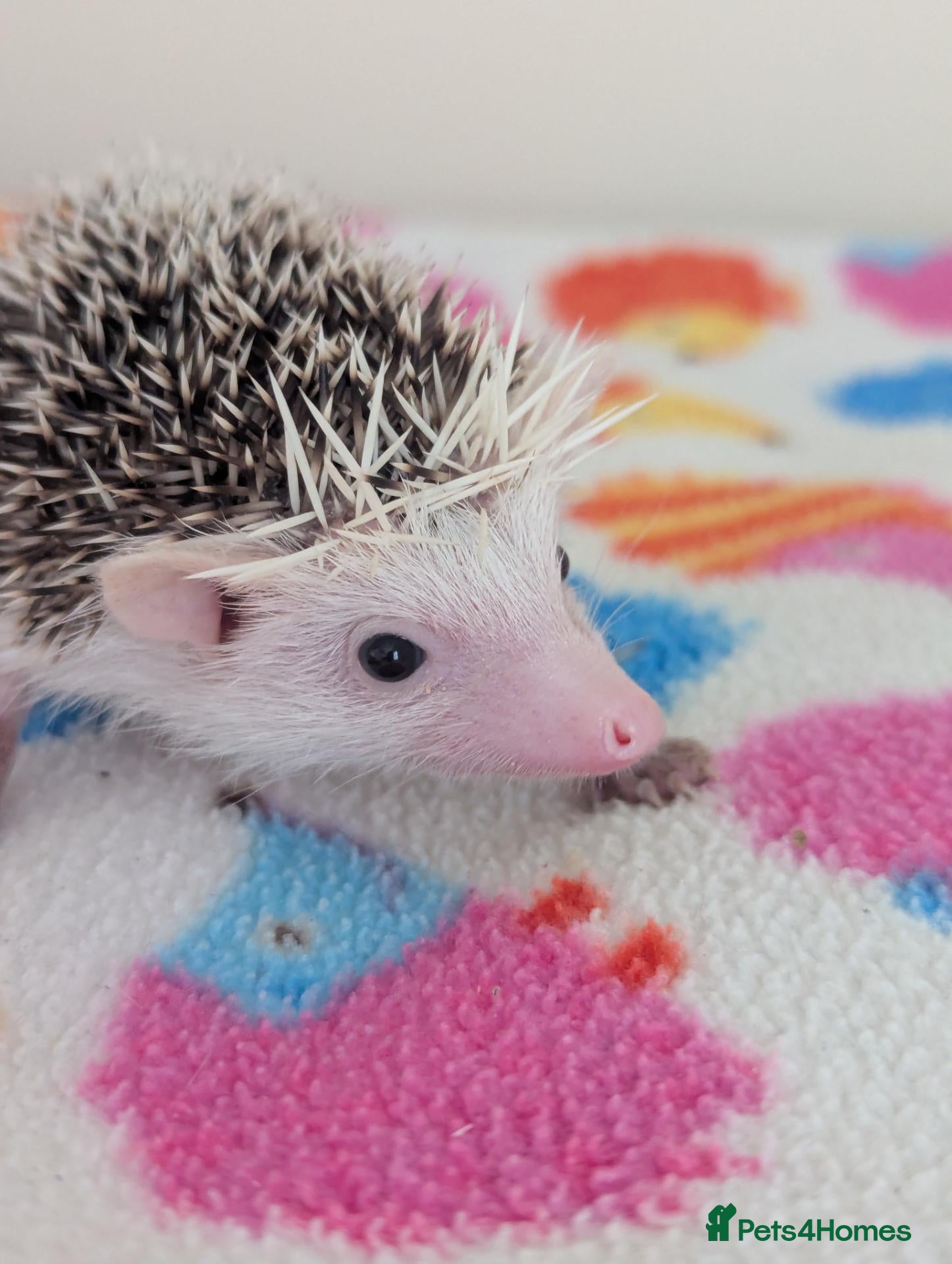 Pygmy Hedgehog rodents Stunning Hoglets 8 weeks old/Ready Now - Advert 2