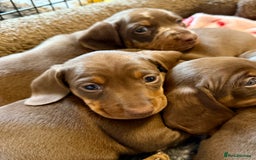 Miniature Dachshund dogs for sale: PRA Clear, KC Reg Miniature Dachshund  - Image 10