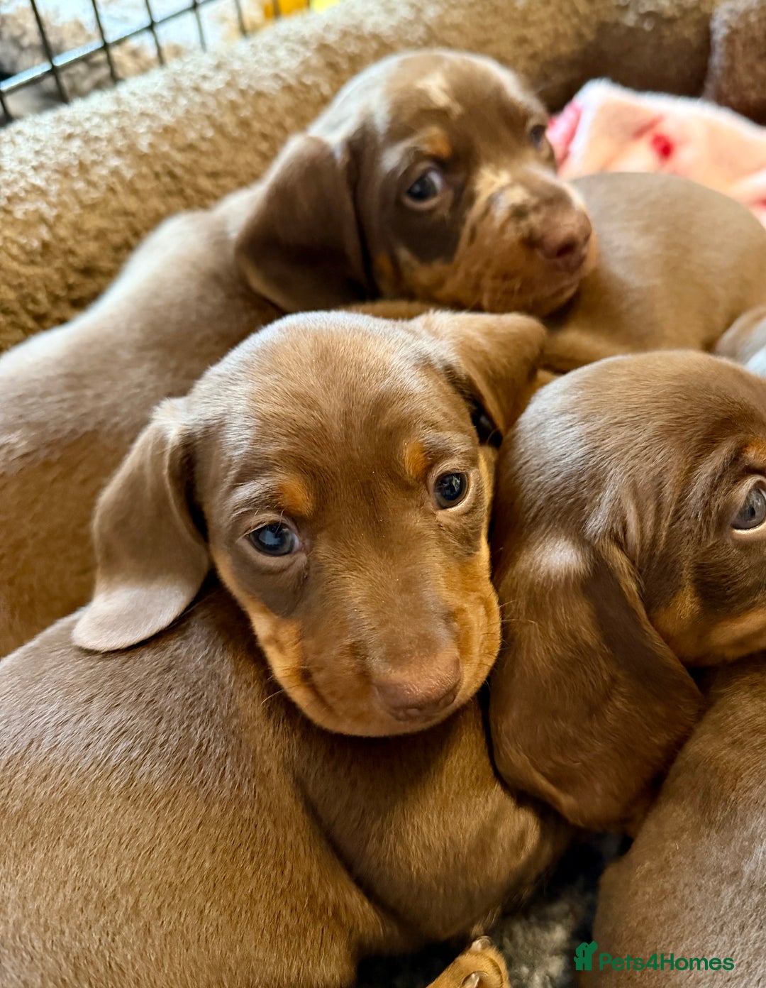 Miniature Dachshund dogs for sale: PRA Clear, KC Reg Miniature Dachshund  - Image 10