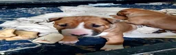 English Bull Terrier dogs for sale: Last remaining male Bull Terrier - Advert 12