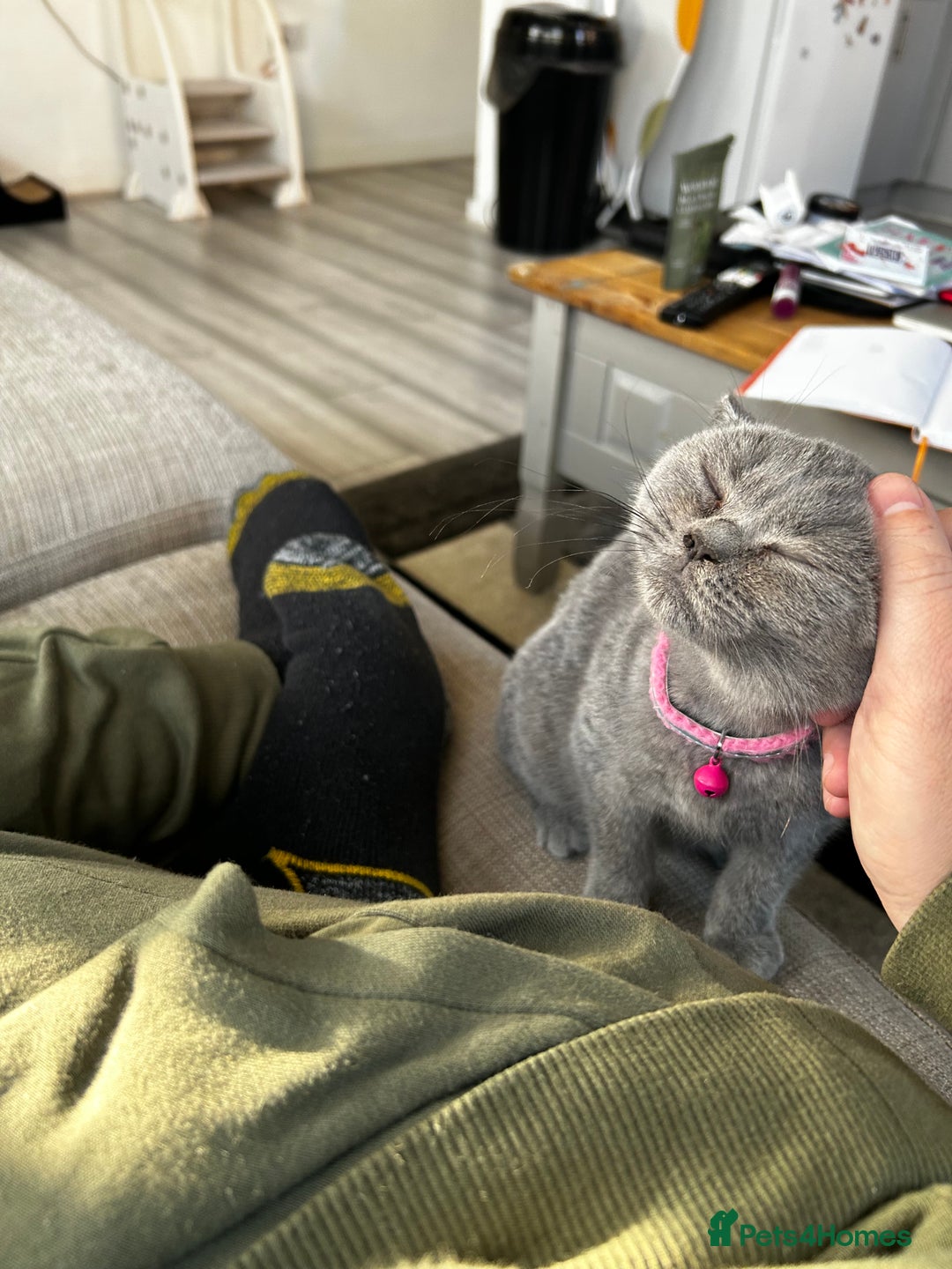 British Shorthair cats for sale: British Shorthair Kitten  - Advert 2