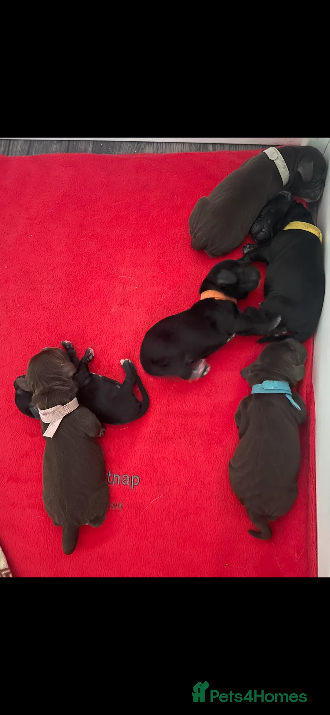 Cocker Spaniel dogs for stud: Working Cocker Spaniel available for Stud  in Chelmsford - Advert 34