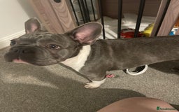 French Bulldog dogs for sale: 12 month Beautiful lilac stained rope frenchie  - Image 3