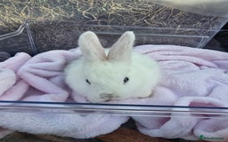 Lionhead rabbits for sale: 8 beautiful babies  - Image 6