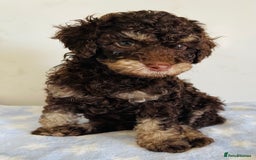 Cockapoo dogs for sale: Unique & stunning full DNA tested Cockapoo puppies - Image 29