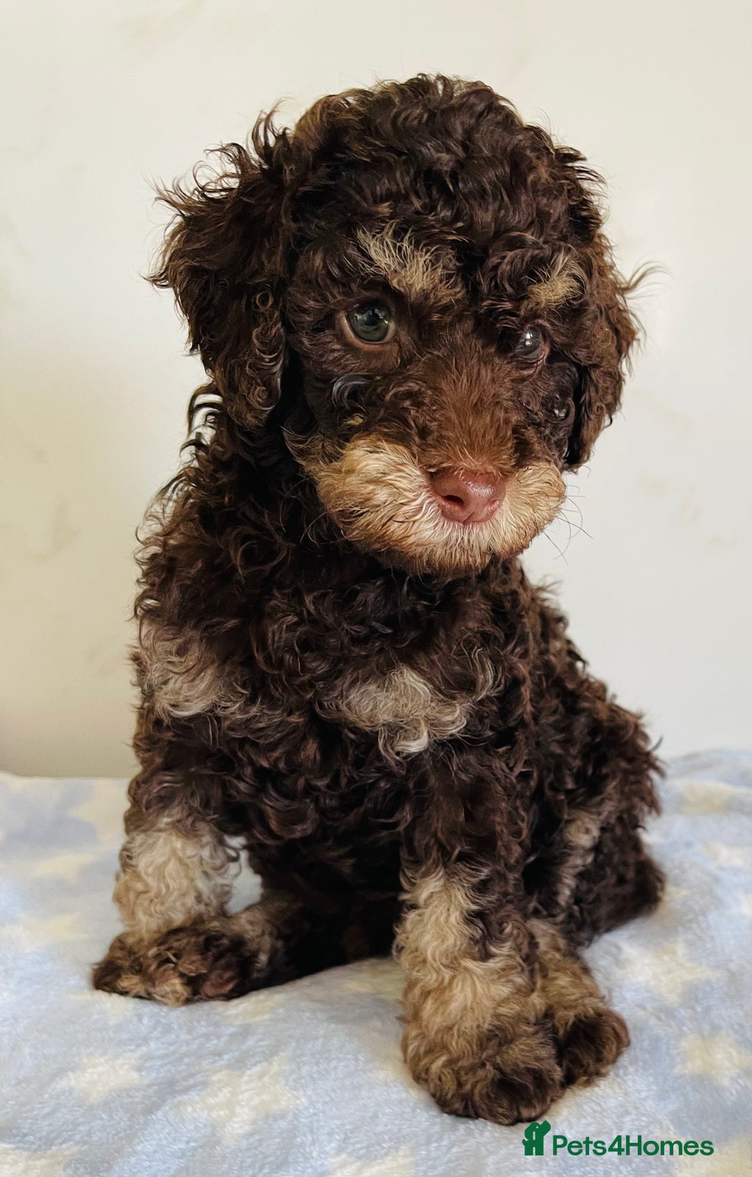 Cockapoo dogs for sale: Unique & stunning full DNA tested Cockapoo puppies - Image 29
