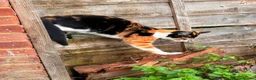 Mixed Breed cats for sale: Beautiful Calico Cat Ready for a Home - Advert 9