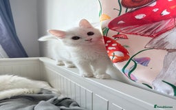Persian cats for sale: Loving Persian x Maine Coon Kittens Indoors only - Image 9