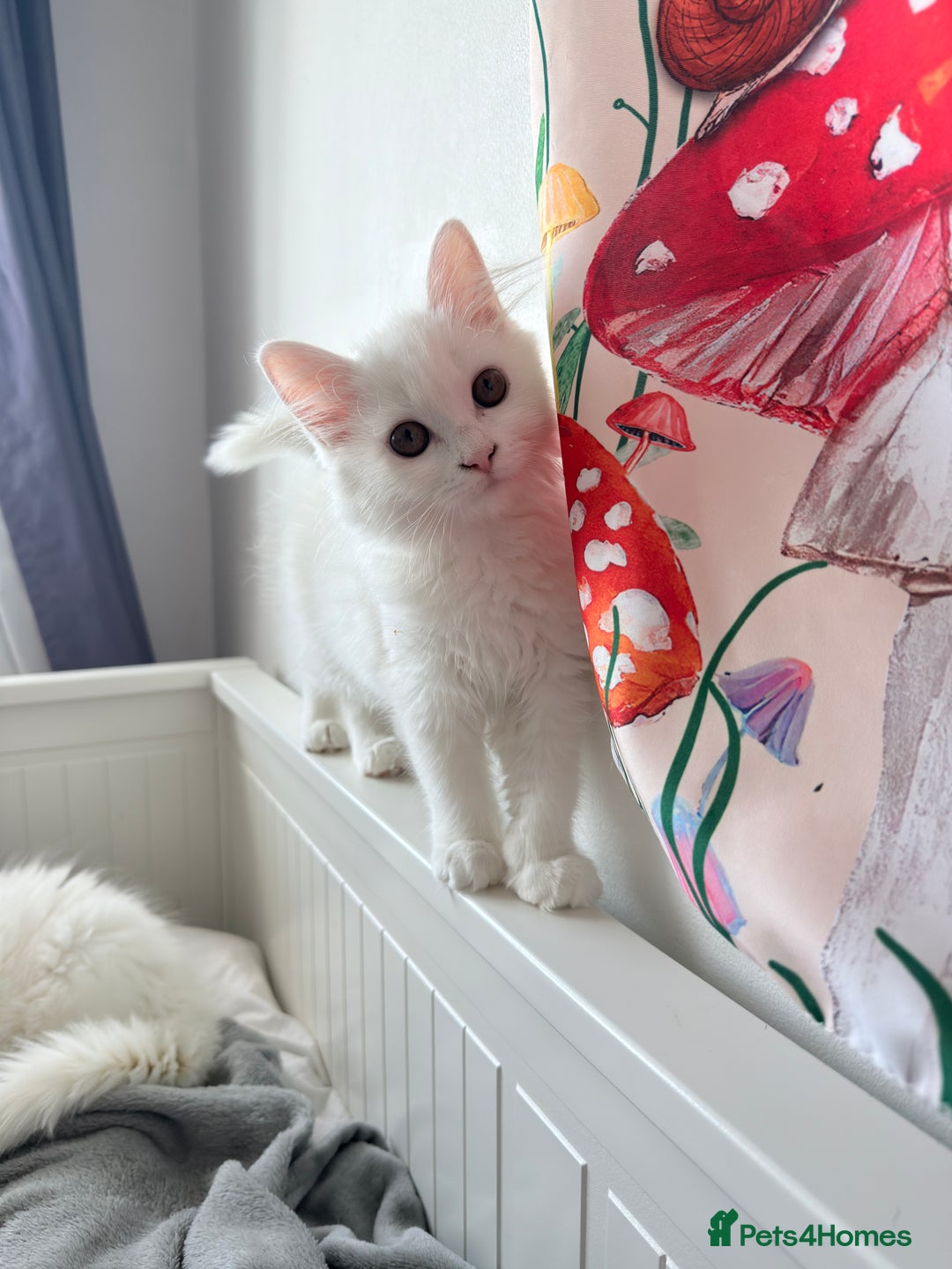 Persian cats for sale: Loving Persian x Maine Coon Kittens Indoors only - Image 9