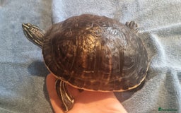 Terrapin reptiles for sale: 2 Terrapins Turtles 3 years adults - Image 3
