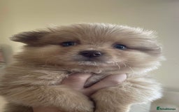 Pomeranian dogs for sale: Pomeranian puppy’s  - Image 19