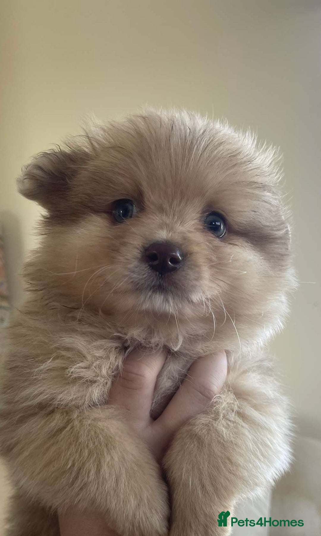 Pomeranian dogs for sale: Pomeranian puppy’s  - Image 19