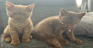 British Shorthair cats in Cradley Heath - Advert 10