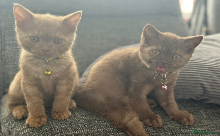 British Shorthair cats in Cradley Heath - Advert 13