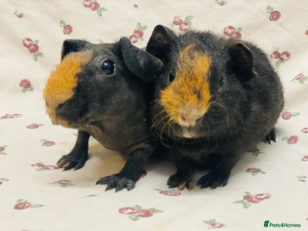 Guinea Pig rodents for sale: Skinny pig and fluffy baby boy pair - Advert 2