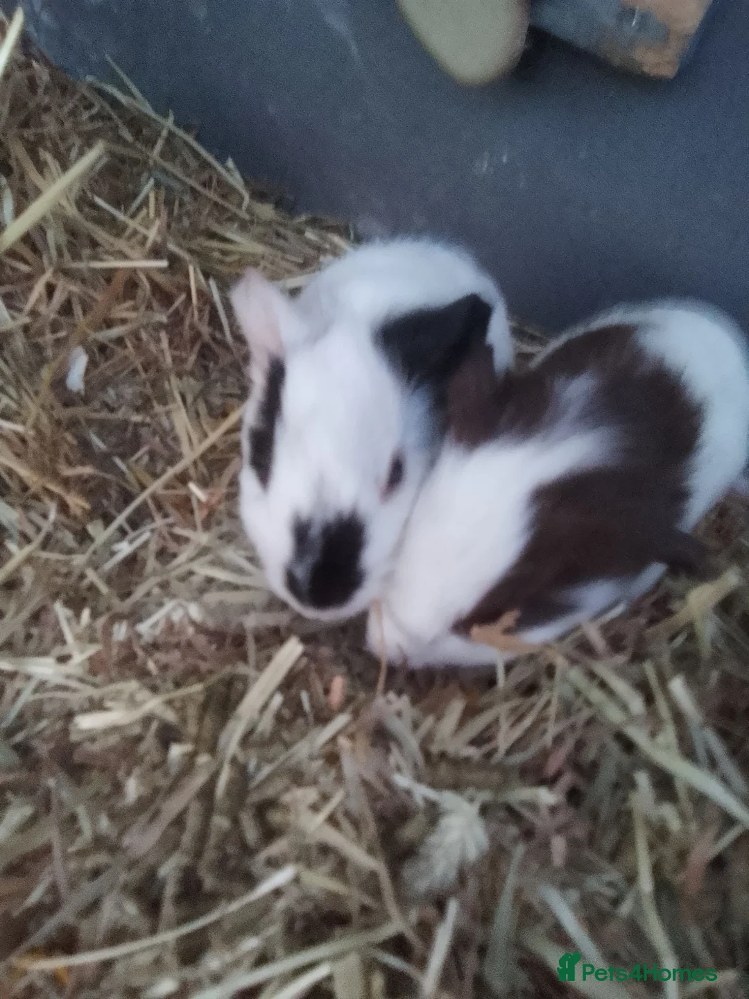 Guinea Pig rodents for sale: Baby Boars in Cambridge - Advert 1