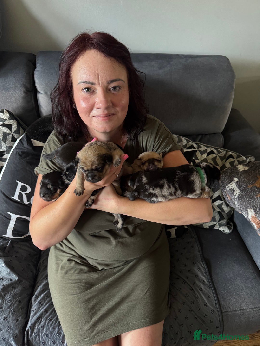 Mixed Breed dogs for sale: French Bulldog cross Manchester Terrier  - Image 1