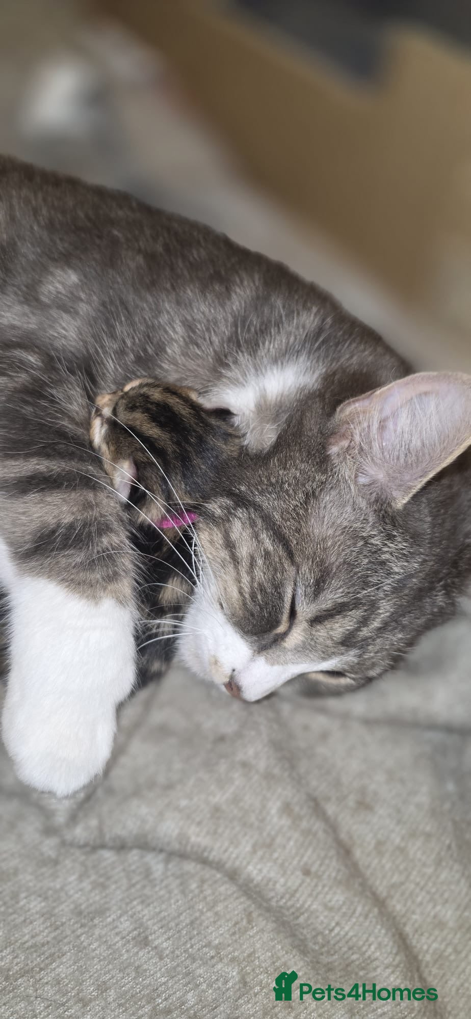 Mixed Breed cats Kittens for sale - Advert 3