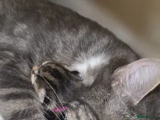 Mixed Breed cats Kittens for sale - Advert 3