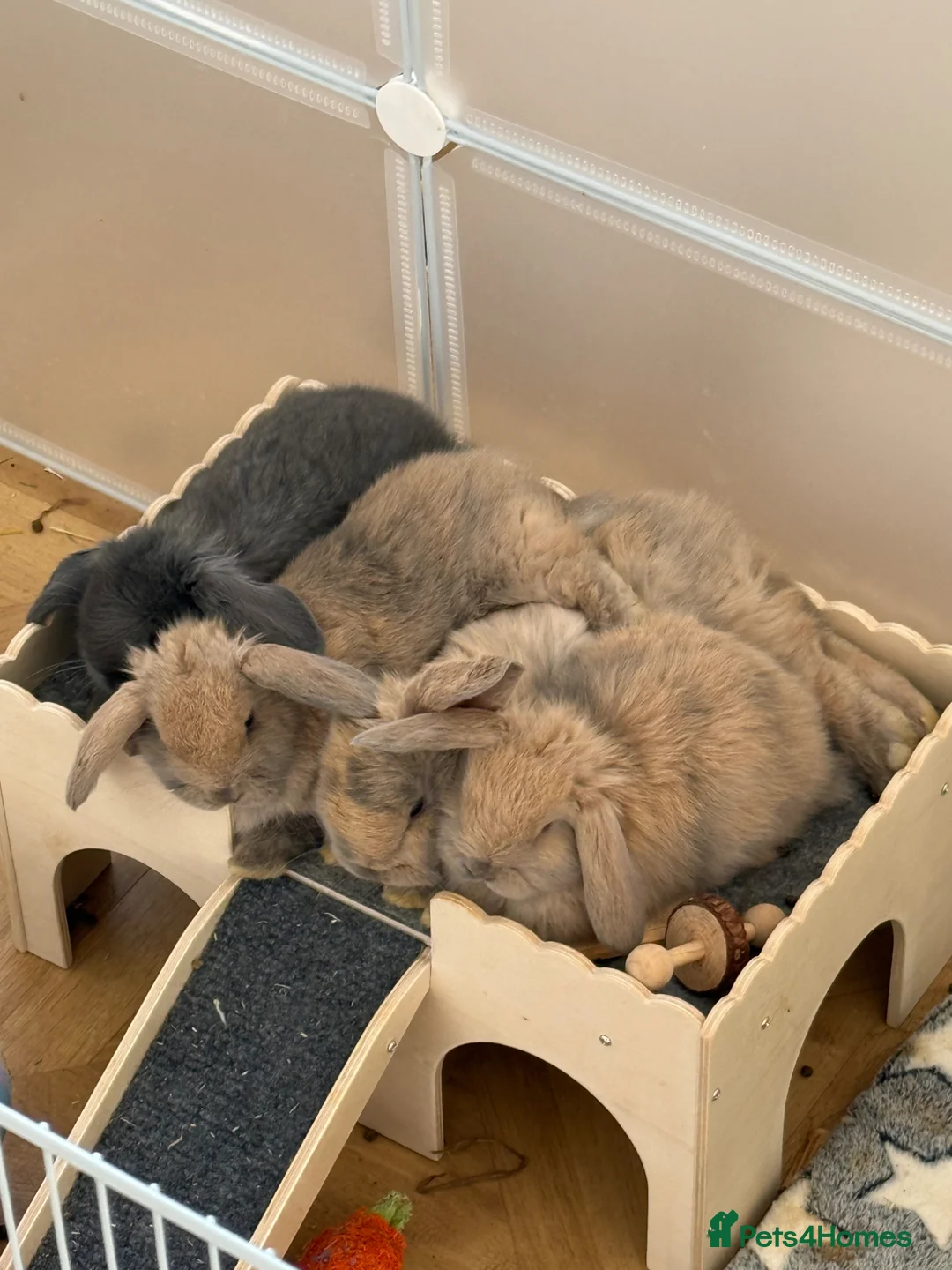 Mini Lop rabbits for sale: Mini lop for sale  in Newton Aycliffe - Advert 1