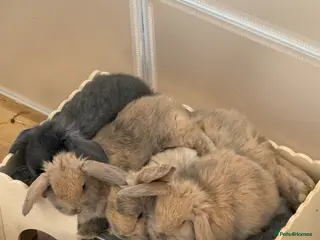 Mini Lop rabbits Mini lop for sale - Advert 4