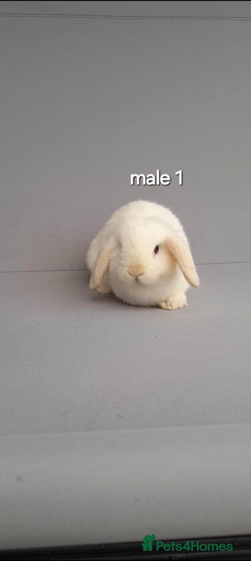 Mini Lop rabbits Beautiful mini lop rabbits ready now  - Advert 1