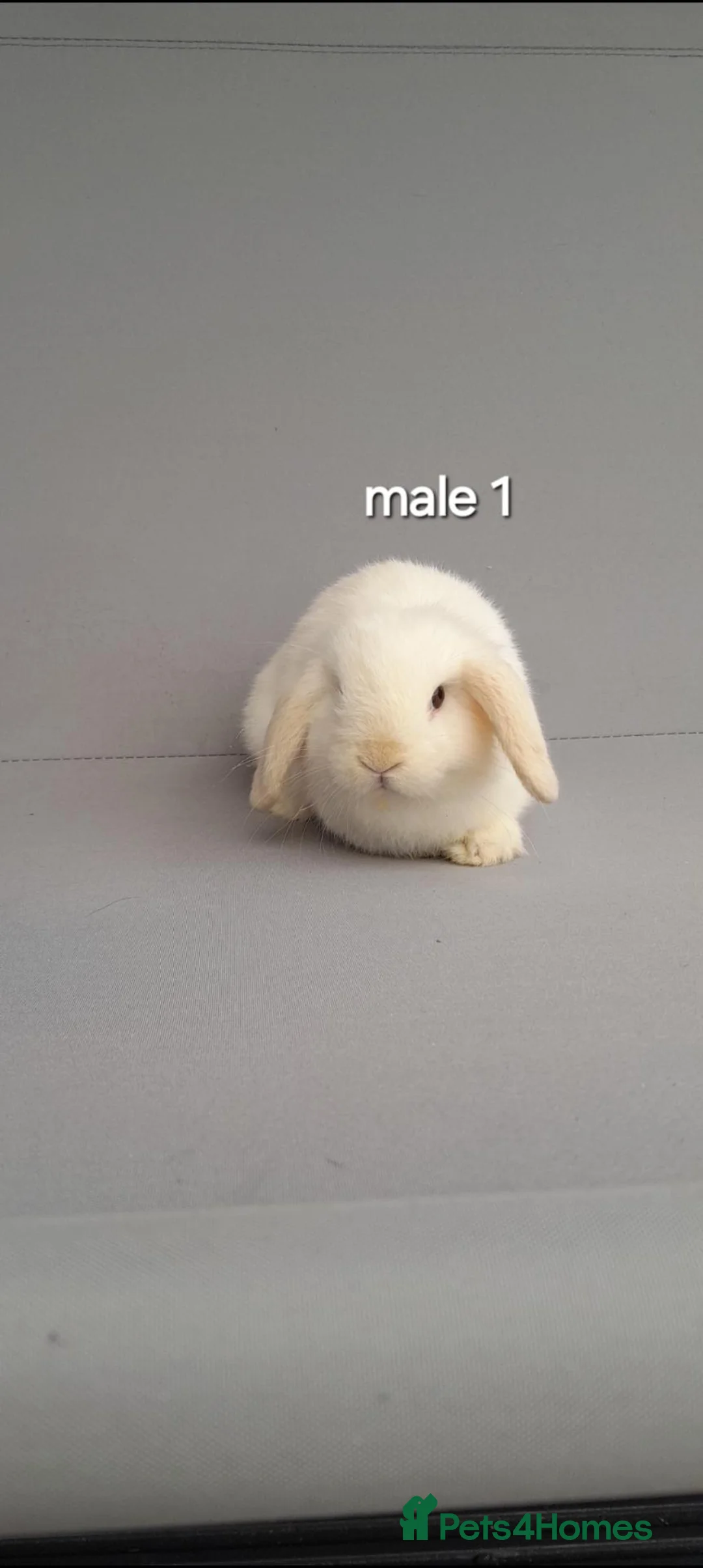 Mini Lop rabbits for sale: Beautiful mini lop rabbits ready now  - Advert 1