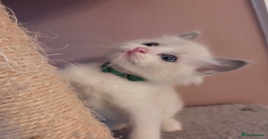 Ragdoll cats - Advert 1