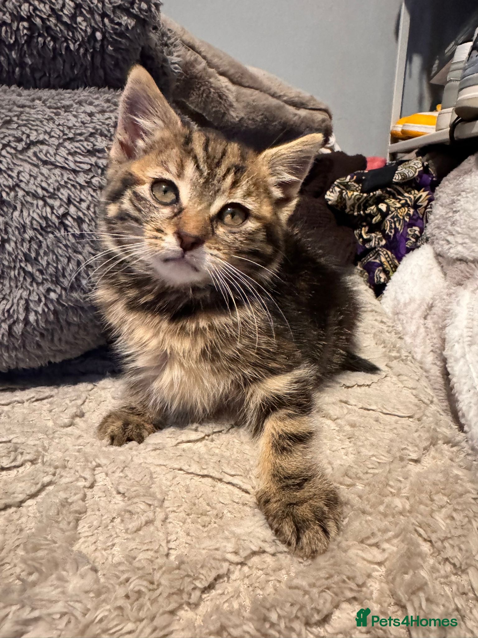 Mixed Breed cats Mix tabby - Advert 2
