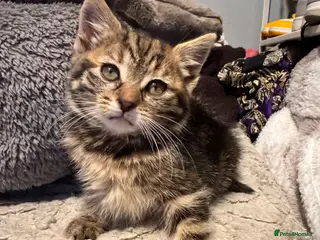 Mixed Breed cats Mix tabby - Advert 1