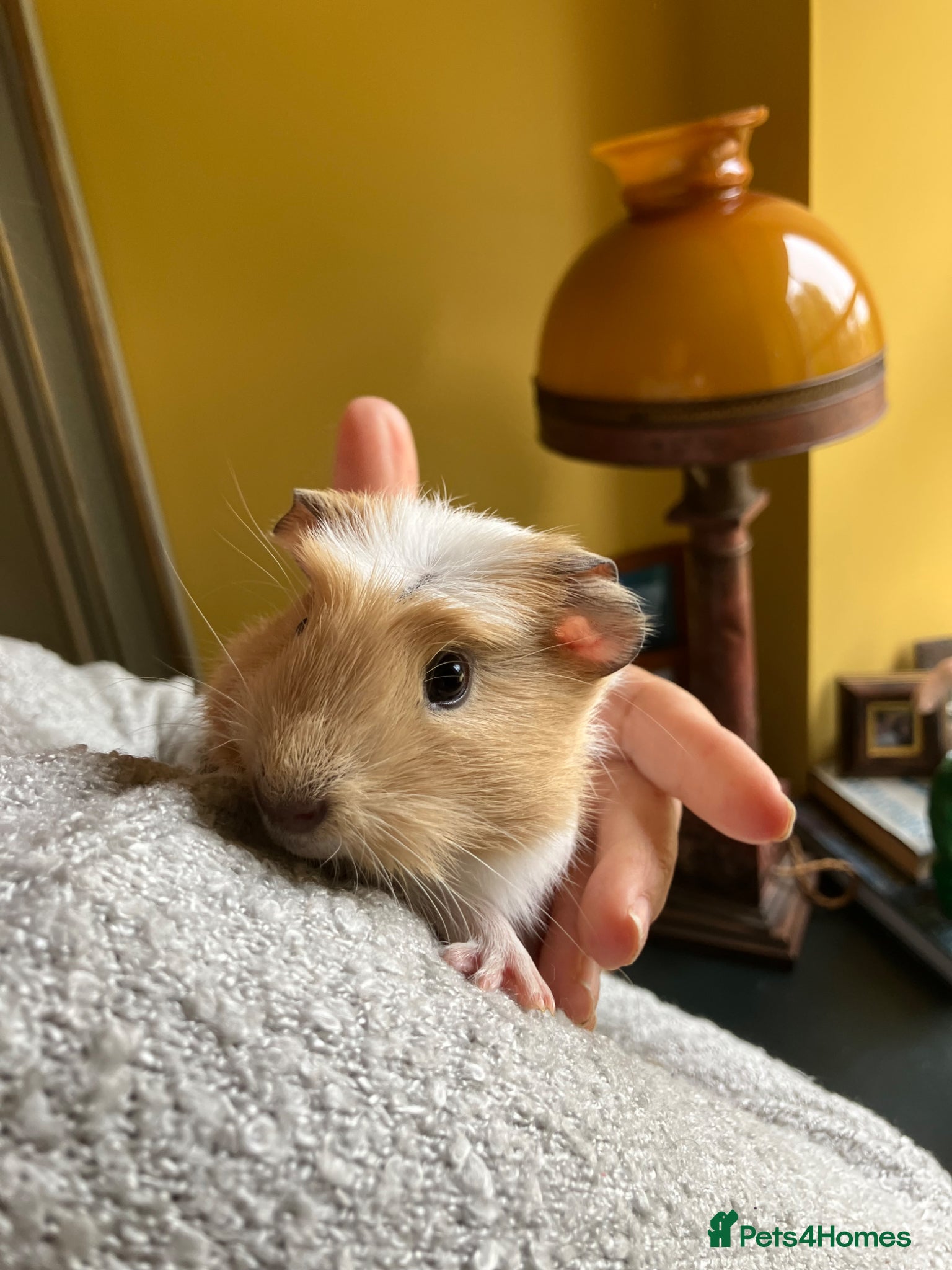 Guinea Pig rodents Gorgeous male Guinea Pig - Advert 17