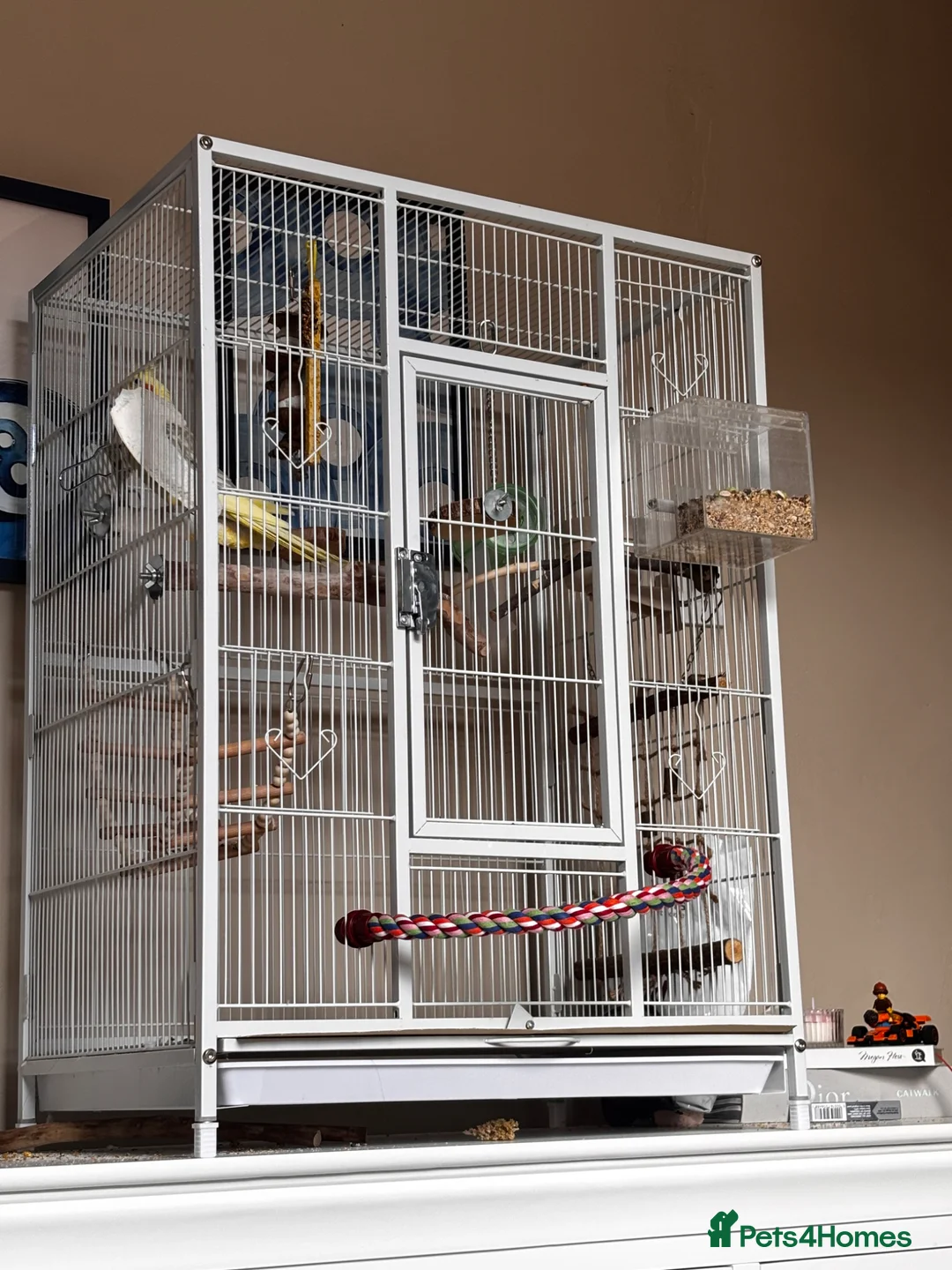 Cockatiels birds for sale: beautiful cockatiel with cage and everything  - Advert 2