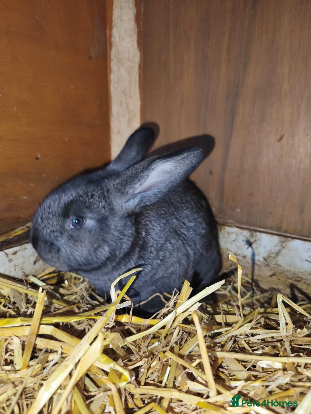 Continental Giant rabbits for sale: Continental giant baby rabbits - Advert 4