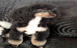 Toy Poodle dogs for stud: Tri Coloured Toy and Miniature studs in Northallerton - Image 6