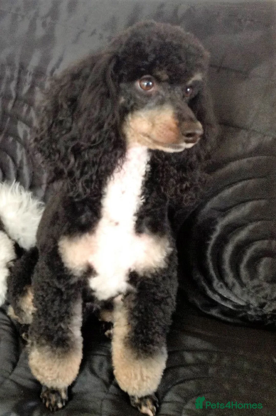 Toy Poodle dogs for stud: Tri Coloured Toy and Miniature studs in Northallerton - Advert 6