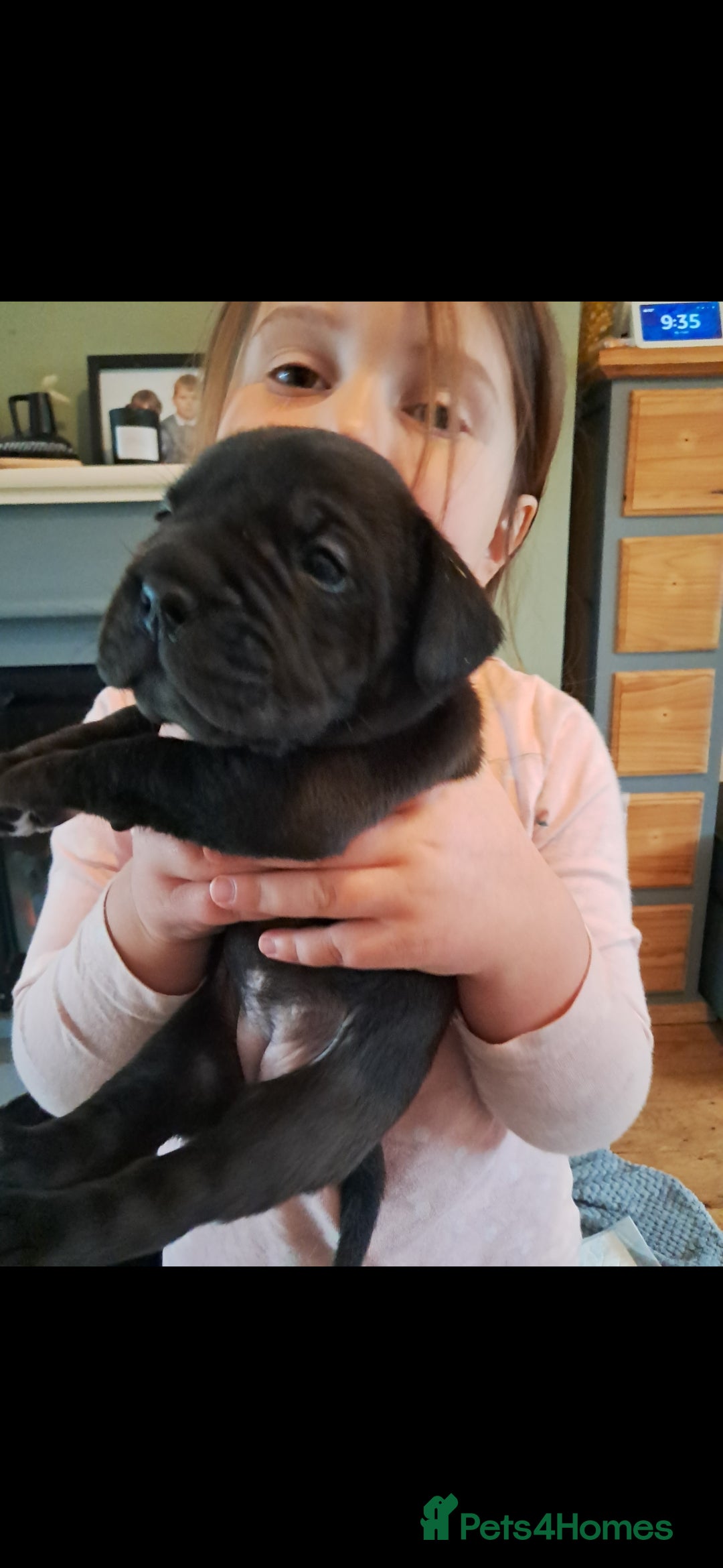 Mixed Breed dogs for sale: Frenchbulldog cross puppies  - Image 13