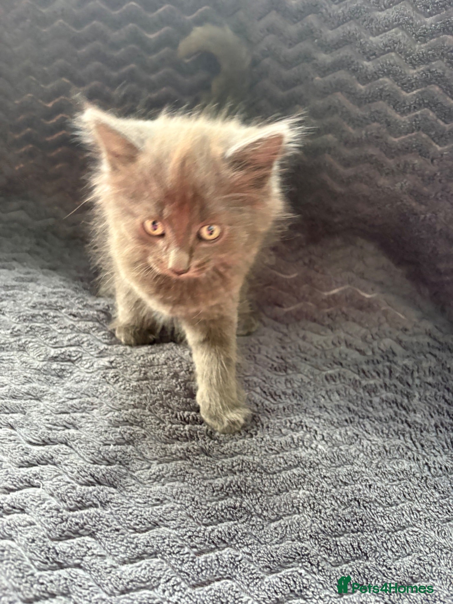 Mixed Breed cats Beautiful girl kitten - Advert 8