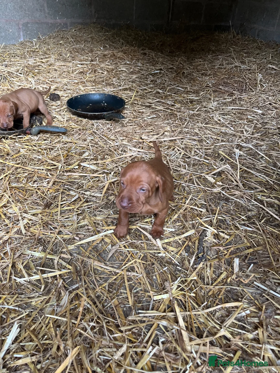 Hungarian Vizsla dogs for sale: Hungarian Viszla Puppies For sale in Church Stretton - Advert 6