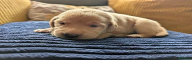Labrador Retriever 7