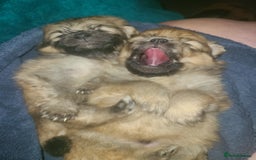 Pomeranian dogs for sale: Pomeranian puppies  - Image 2