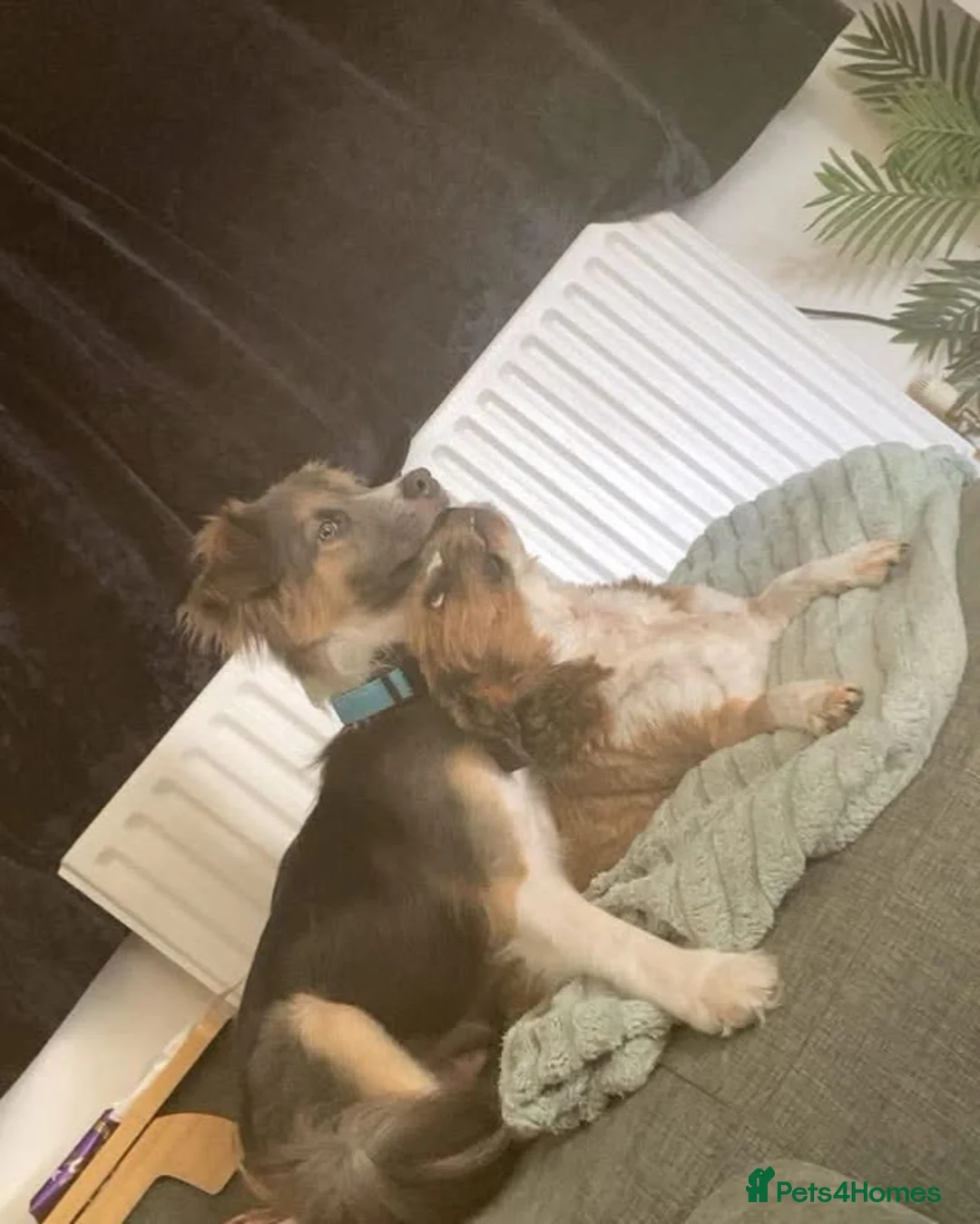 Mixed Breed dogs for adoption: Teddy Bear Orsen in Peacehaven - Advert 2