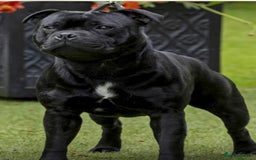 Staffordshire Bull Terrier dogs for sale: Pure blue staffy puppies ready to go - Image 15
