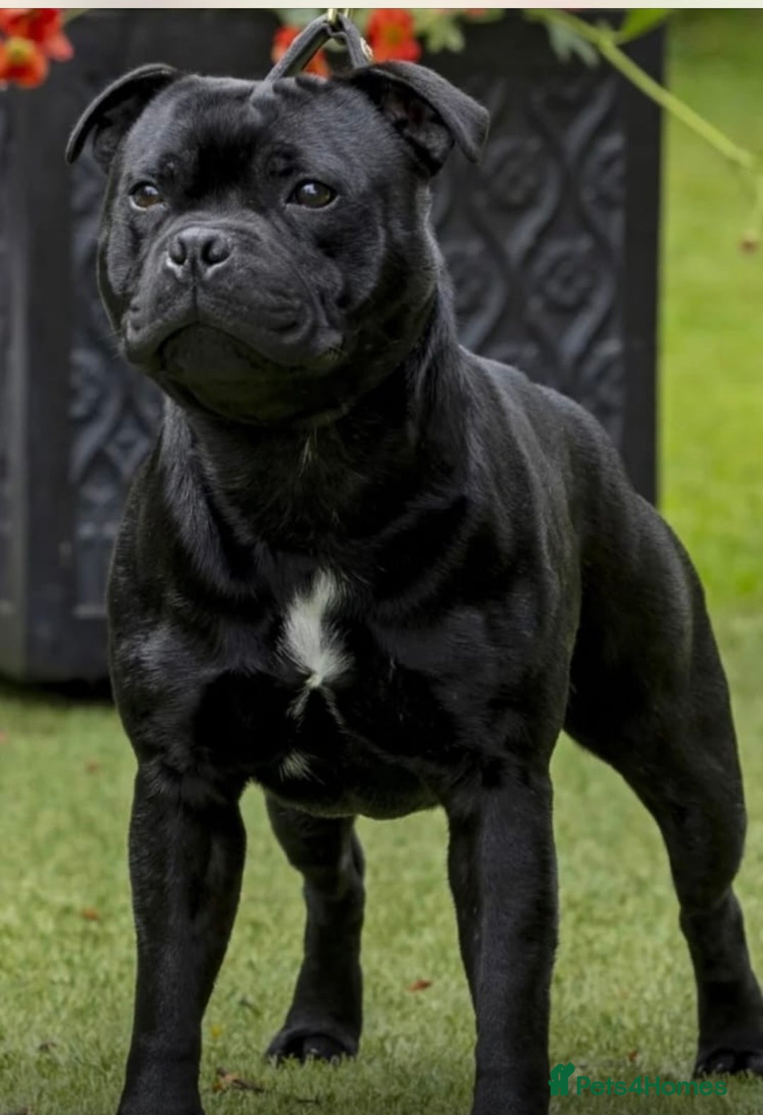 Staffordshire Bull Terrier dogs for sale: Pure blue staffy puppies ready to go - Image 15