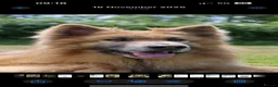 German Shepherd dogs for sale: KC health tested *simba*  - Advert 8