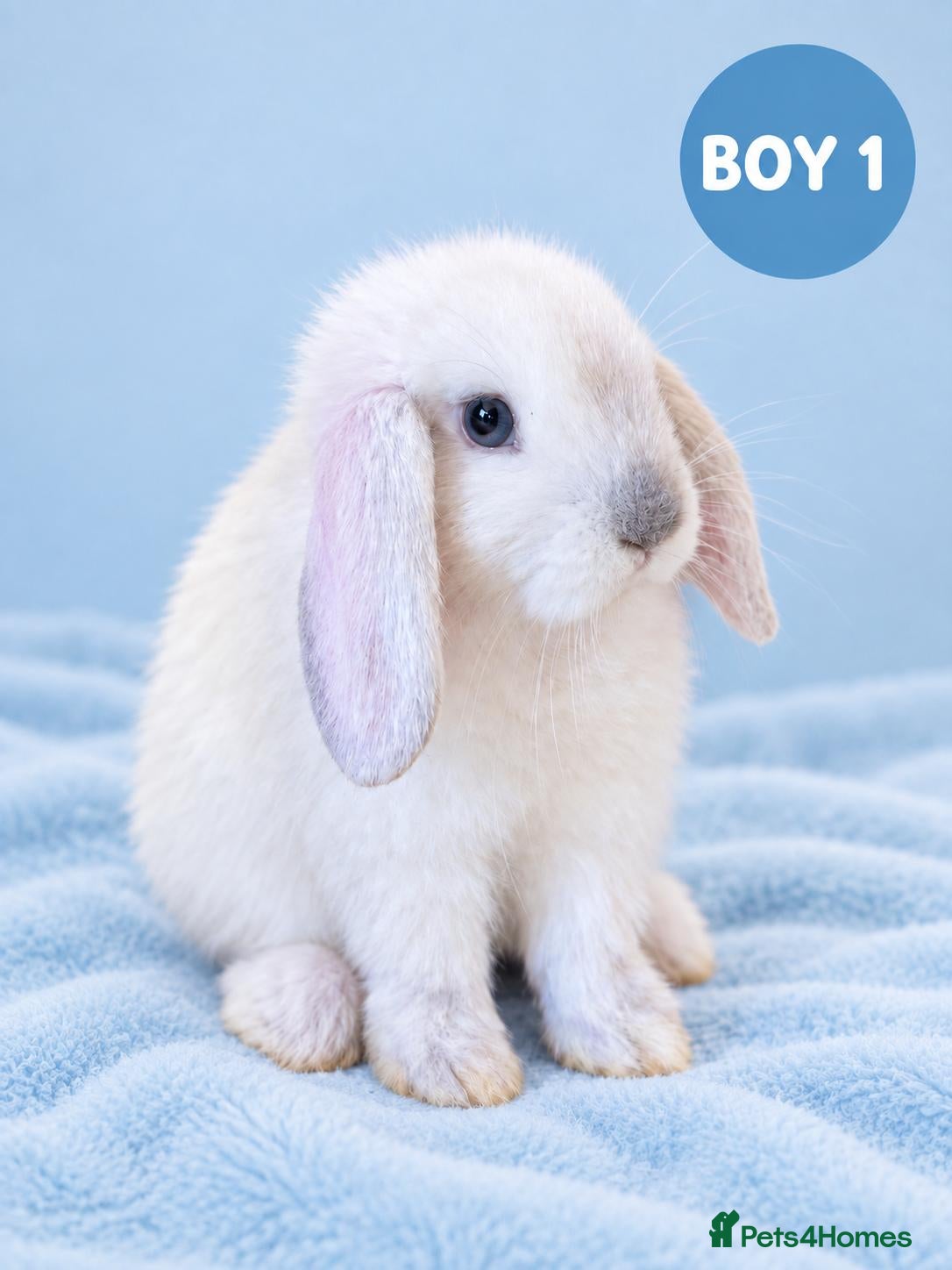 Mini Lop rabbits Stunning Pure Bred Mini Lops - Advert 2