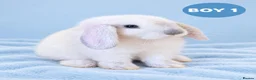 Mini Lop rabbits for sale: Stunning Pure Bred Mini Lops - Advert 2