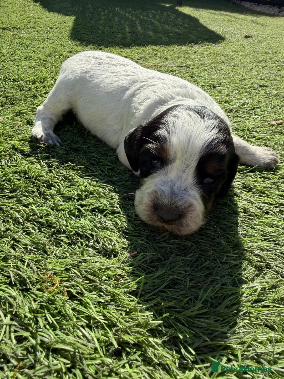 Cocker Spaniel dogs for sale: Working cocker spaniel puppies  - Advert 2